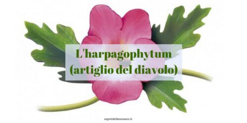 harpagophytum