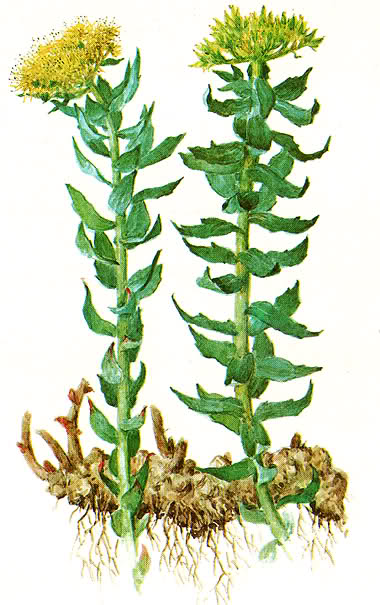 Rhodiola rosea (rodiola)