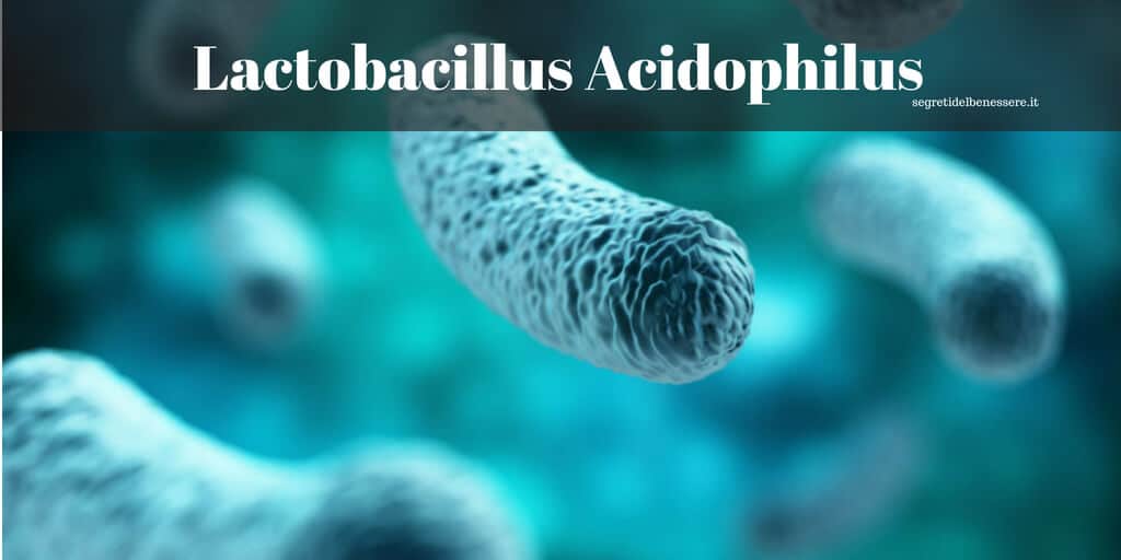 Lactobacillus-Acidophilus-1