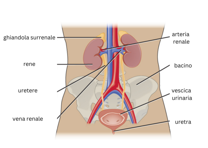 Strutture del sistema urinario umano