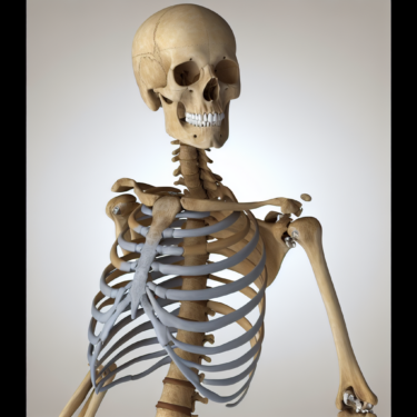 ossa umane