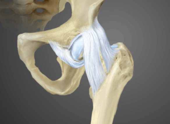 anatomia-anca